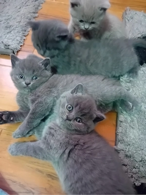British shorthair