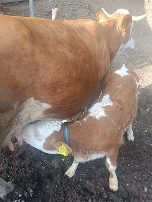 Vaca de vanzare