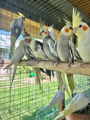 Nimfe,perusi si rosella  - imagine 2