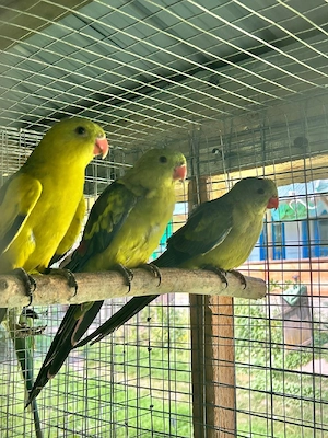 papagali de munte și Baraband 