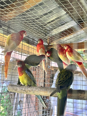 Nimfe,perusi si rosella 