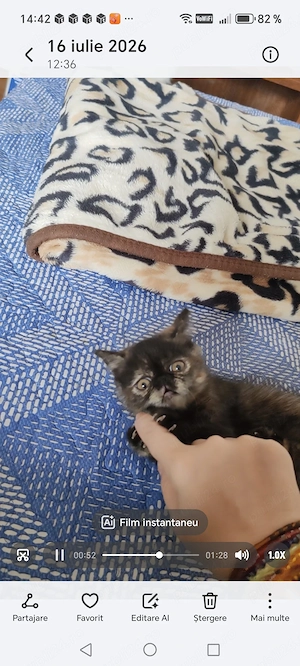 Pisica persana exotic extremal 8 săptămâni  Ayla amazoana