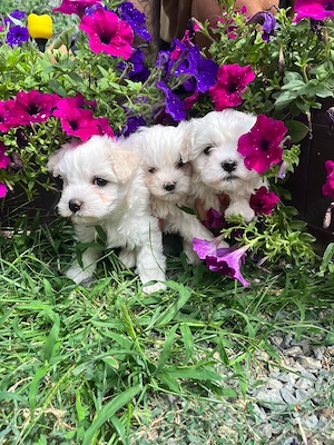 Bichon maltez toy - imagine 2