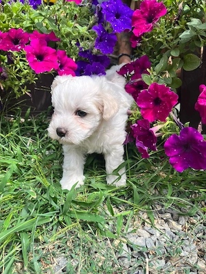 Bichon maltez toy - imagine 5