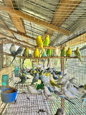 Nimfe,perusi si rosella  - imagine 4