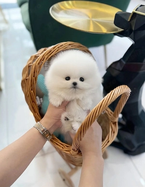 pomeranian  mini - imagine 4