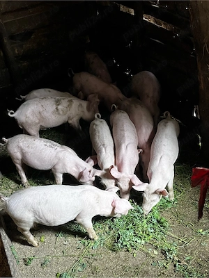 vand porci ! - imagine 2
