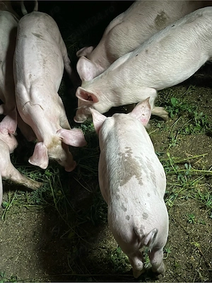 vand porci ! - imagine 4