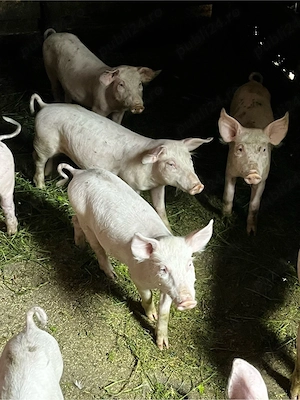 vand porci !