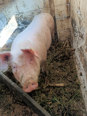 vand carcasa porc