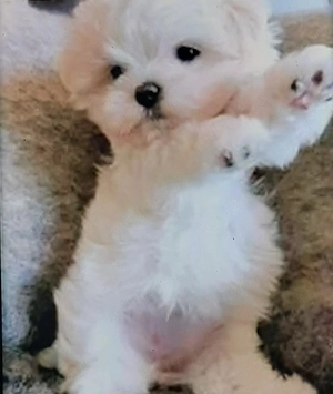 Vand bichon maltez mini toy 6 sqptamani miny toy 