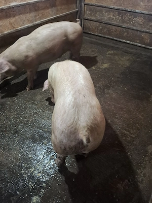 Vând porci 100-130 KG