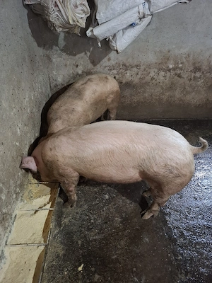 Vând 3 porci 110-120 KG