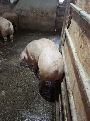 Vând 3 porci 110-120 KG - imagine 5