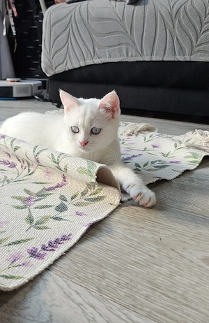 British shorthair alb 