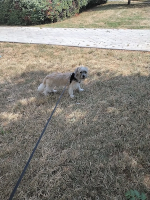 Bichon shih tzu cu microchip