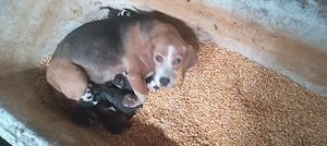 Beagle tel  