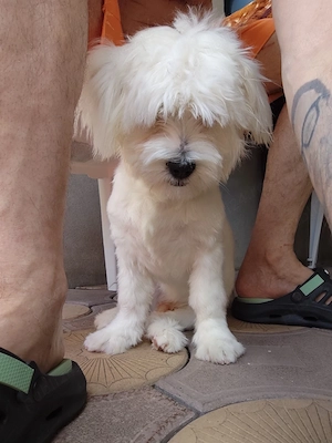 Bichon Maltez 