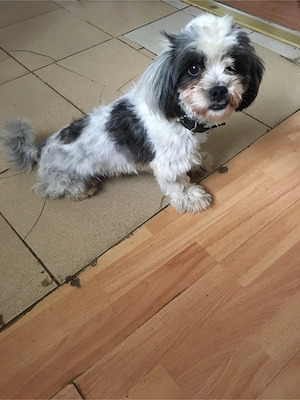Donez Bichon metis femela, 3 ani, sterilizata,caută stăpâni jucăuși și iubitori - imagine 3