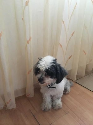 Donez Bichon metis femela, 3 ani, sterilizata,caută stăpâni jucăuși și iubitori