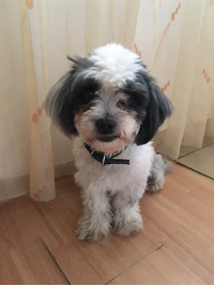 Donez Bichon metis femela, 3 ani, sterilizata,caută stăpâni jucăuși și iubitori