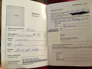 Donez Bichon metis femela, 3 ani, sterilizata,caută stăpâni jucăuși și iubitori - imagine 4