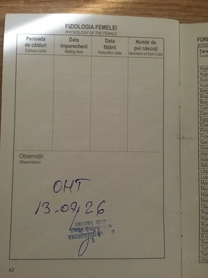 Donez Bichon metis femela, 3 ani, sterilizata,caută stăpâni jucăuși și iubitori - imagine 5