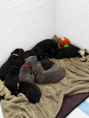 Pui cane corso- 5 masculi -5 femele
