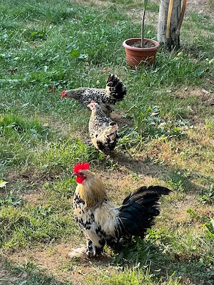familie mii de flori 