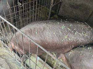 porci de vanzare