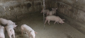 Vând purcei de 9 săptămâni jud Vrancea sat Hangulesti  - imagine 3