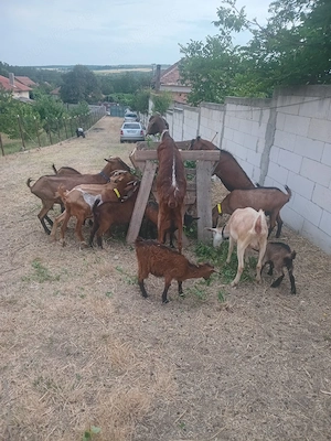 Vand capre cu iezi