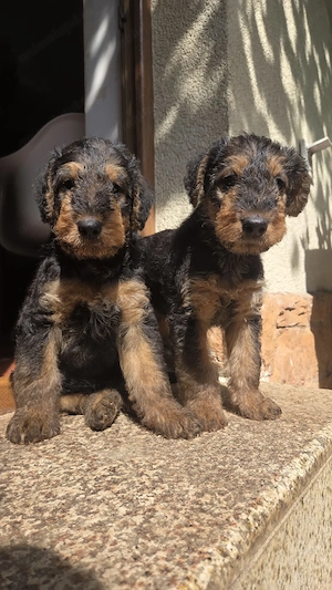 Cautam familii responsabile pentru pui Airdedale Terrier cu pedigree de exceptie - imagine 4