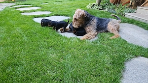 Cautam familii responsabile pentru pui Airdedale Terrier cu pedigree de exceptie - imagine 2