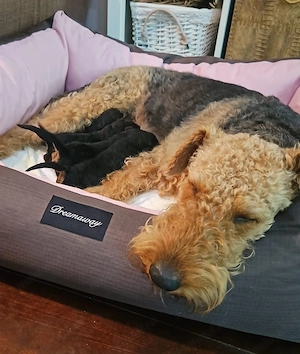 Cautam familii responsabile pentru pui Airdedale Terrier cu pedigree de exceptie - imagine 3