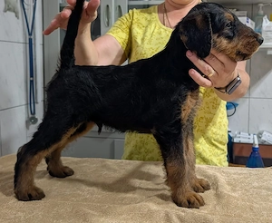 Cautam familii responsabile pentru pui Airdedale Terrier cu pedigree de exceptie - imagine 5