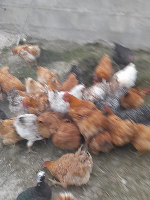 Gaina de casa de 1 an si 9 luni , pui de casa carne de pui - imagine 2