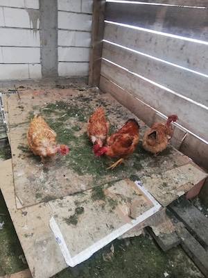 Gaina de casa de 1 an si 9 luni , pui de casa carne de pui