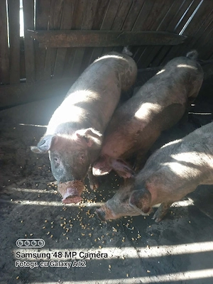 De vânzare 1 porc si 1 purcea. - imagine 2
