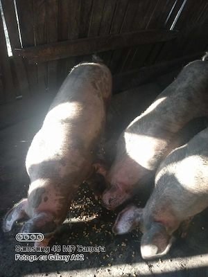 De vânzare 1 porc si 1 purcea.