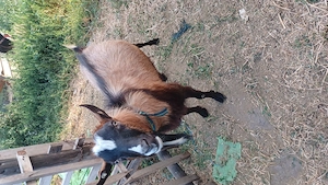 țap  alpin francez  ,greutate 70 kg preț 900lei