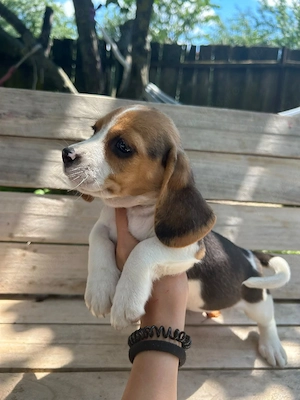 Caine Rasa Beagle - imagine 2