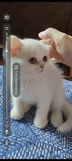 Pisoi persan exotic ochios 8 săptămâni Casper - imagine 2