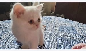 Pisoi persan exotic ochios 8 săptămâni Casper - imagine 4