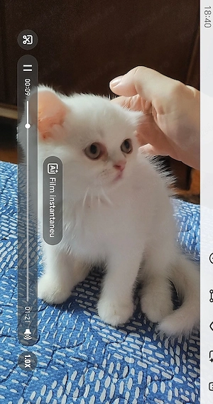Pisoi persan exotic ochios 8 săptămâni Casper - imagine 5