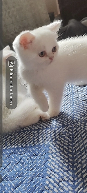 Pisoi persan exotic ochios 8 săptămâni Casper - imagine 3
