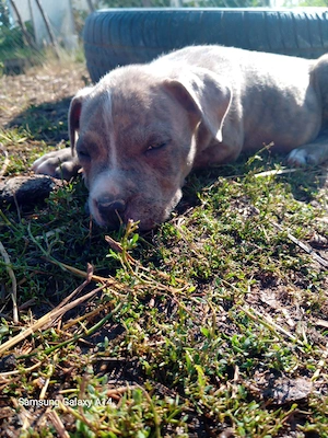 Catei rasa Amstaff  (Zona satu mare)