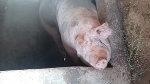 porc de carne  greutatea 400kg , 4200 ron