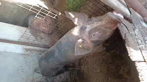 porc de carne , greutatea de 120kg , preț 1500 lei 