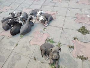 Vând pui de Amstaff Blue  - imagine 2